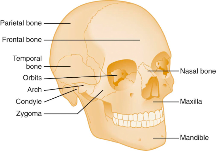 CRACKCast E042 - Facial Trauma - CanadiEM