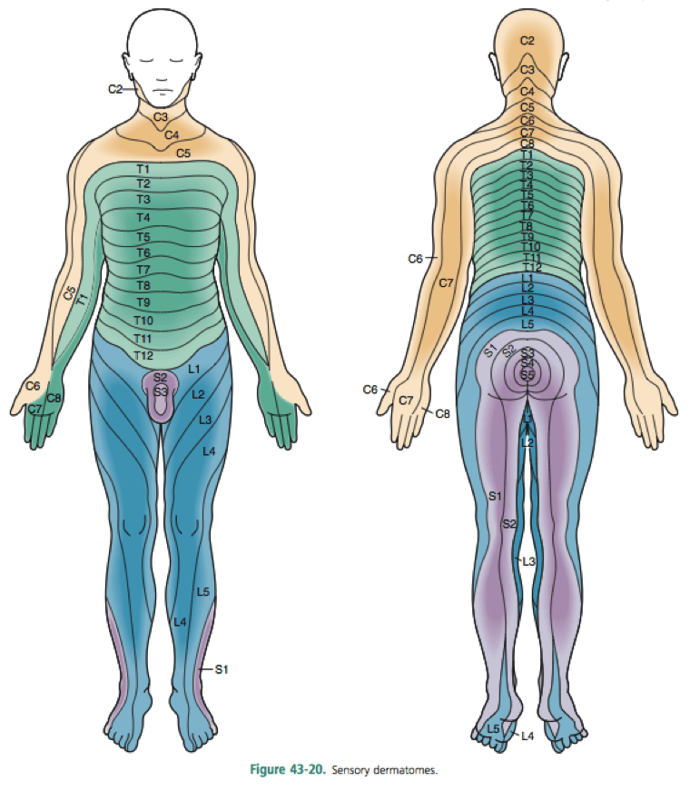 Дерматомы. Дерматомы l4-l5. Дерматом l5 s1. Дерматом l4-l5. Иннервация дерматом.