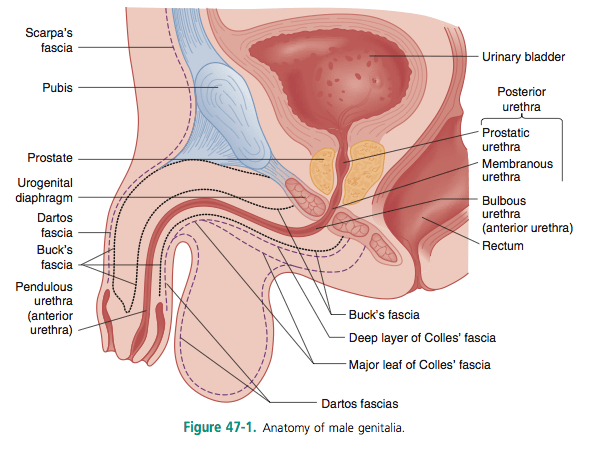 Traumatic injury of the bladder and urethra Information