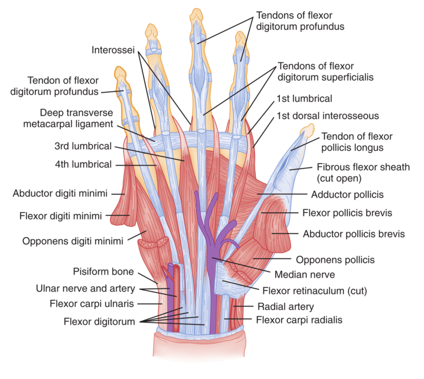 CRACKCast E050 – Orthopedics – Hand Injuries - CanadiEM