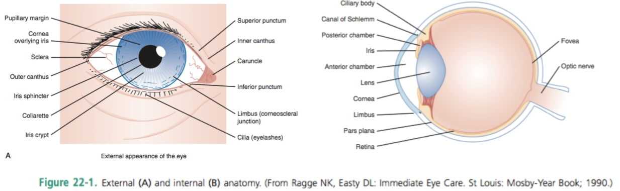 Eye anatomy review. From Rosen's.