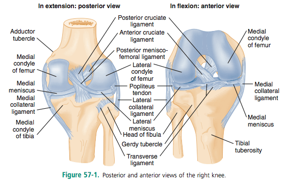 compartments of leg knee