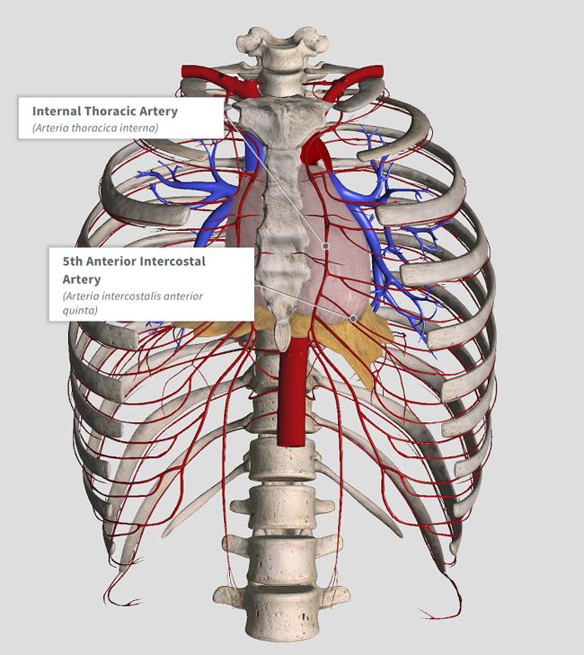 Ветви внутренней грудной артерии