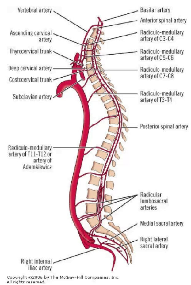 CRACKCast E106 – Spinal Cord - CanadiEM