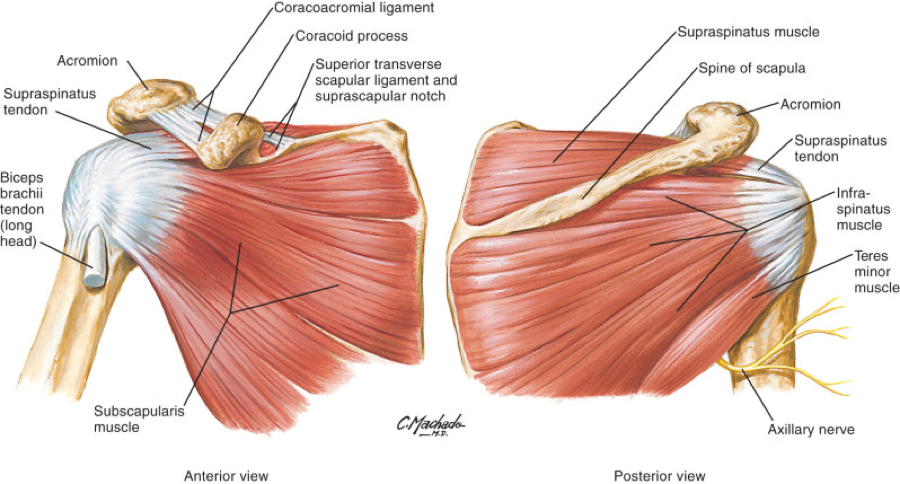 Posterior Shoulder Tendon Anatomy : Anatomy Of The Rtc Tendons Right ...