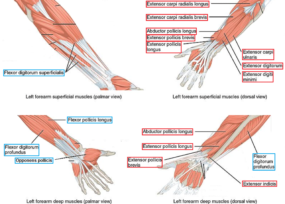 Extensor tendon of the forearm