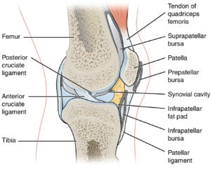 Busting Assumptions About The Suprapatellar Bursa - Canadiem