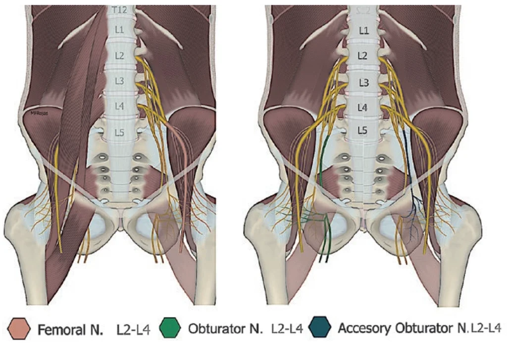 hip nerve block anatomy